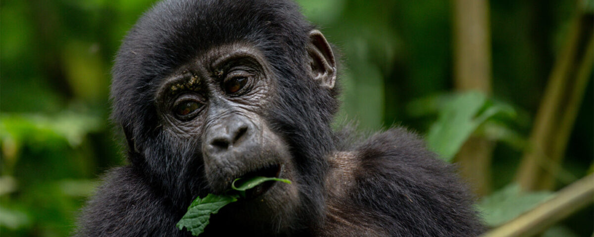 What Is the Safest Country for Gorilla Trekking?