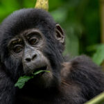 What Is the Safest Country for Gorilla Trekking?