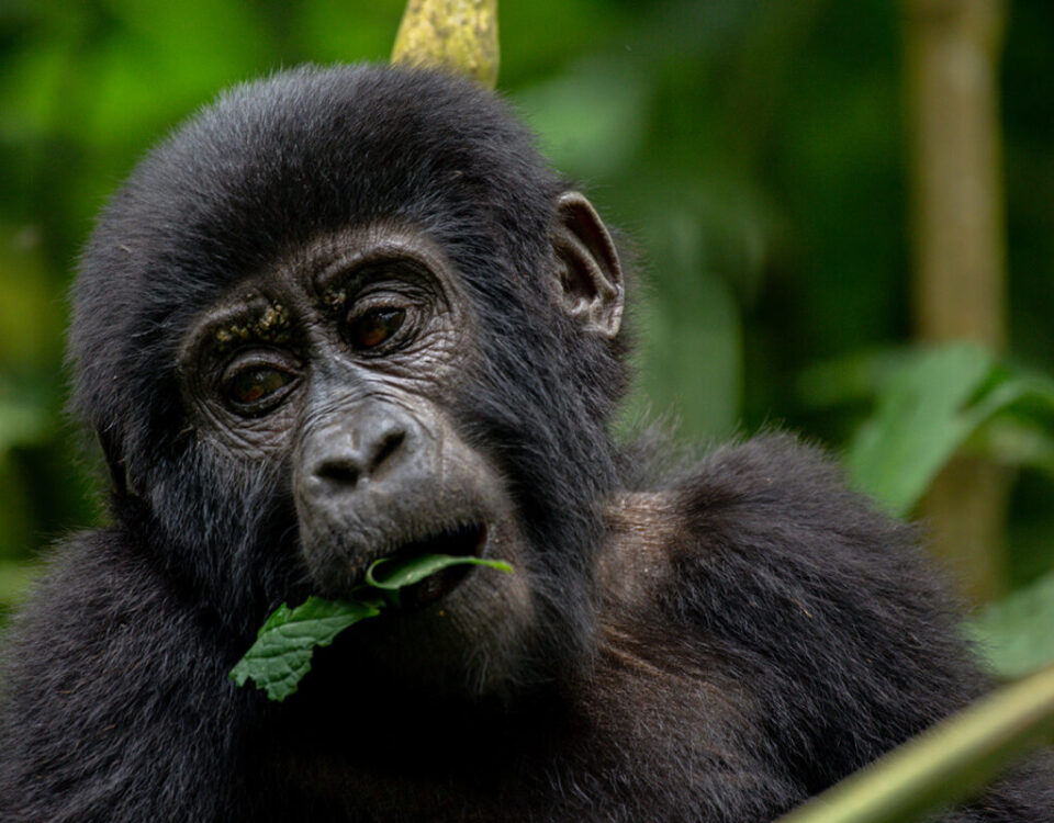 What Is the Safest Country for Gorilla Trekking?