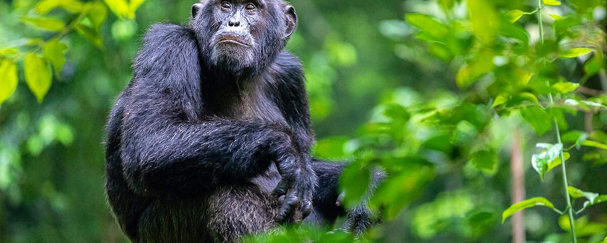 Rwanda Chimpanzee Tracking Safaris