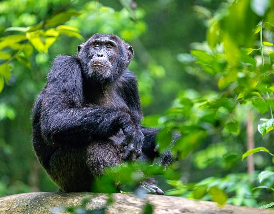 Rwanda Chimpanzee Tracking Safaris
