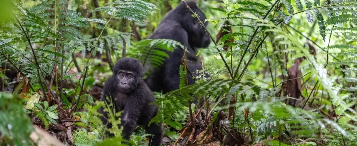 How Much Does Gorilla Trekking Cost Per Person in Uganda?