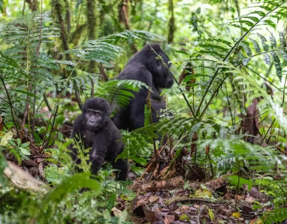 How Much Does Gorilla Trekking Cost Per Person in Uganda?