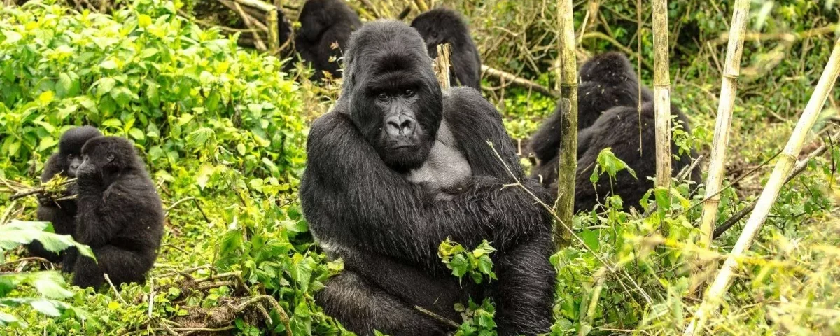 How Do I Book Gorilla Trekking in Rwanda?