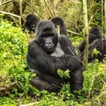 How Do I Book Gorilla Trekking in Rwanda?
