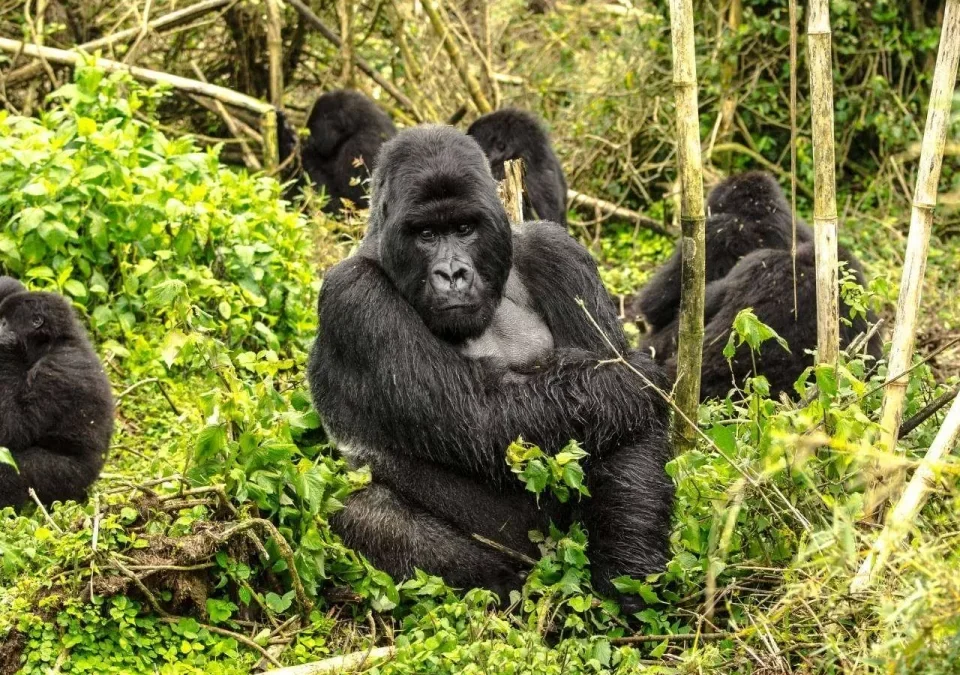 How Do I Book Gorilla Trekking in Rwanda?