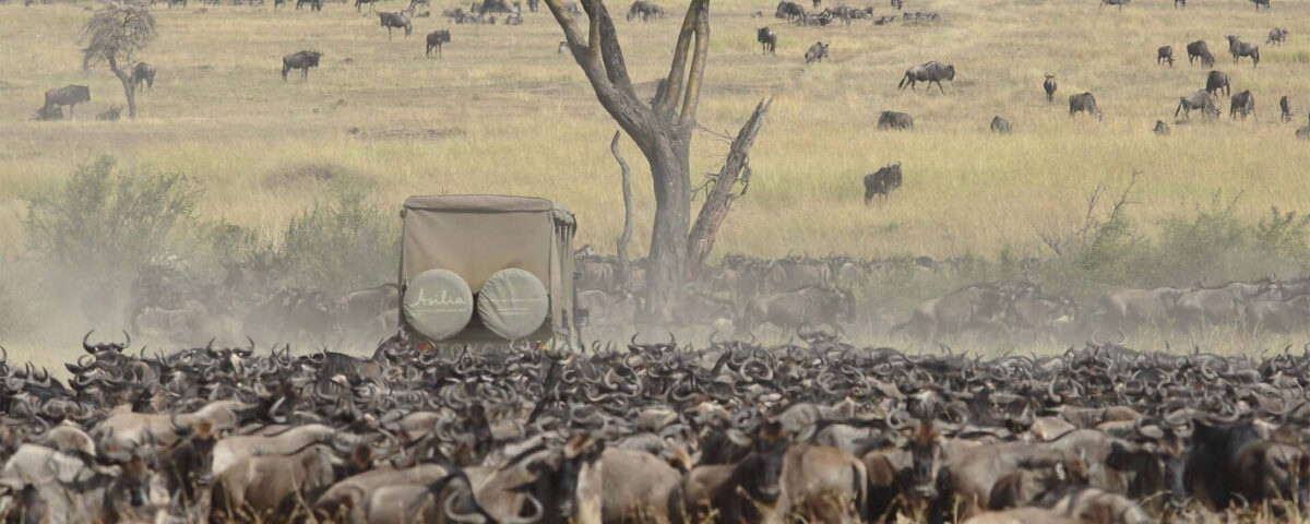 What Month is the Great Wildebeest Migration?
