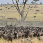 What Month is the Great Wildebeest Migration?