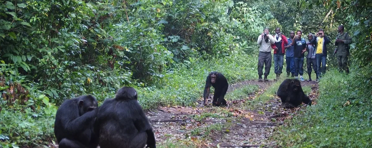What Is the Age Limit for Chimpanzee Trekking in Uganda?