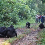 What Is the Age Limit for Chimpanzee Trekking in Uganda?