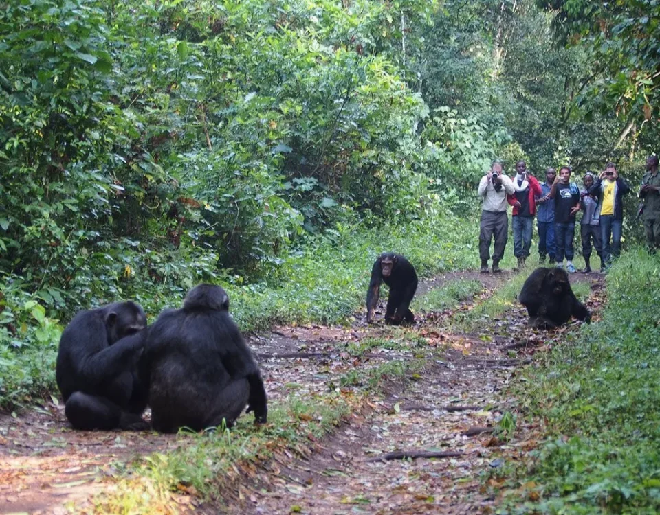 What Is the Age Limit for Chimpanzee Trekking in Uganda?