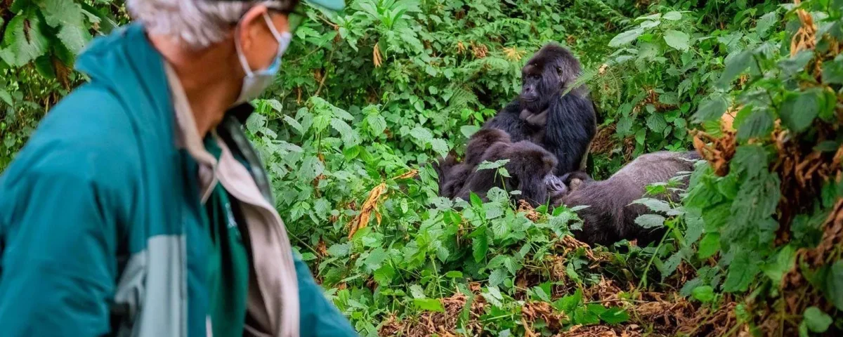 How Long Is the Walk to See Gorillas in Uganda?