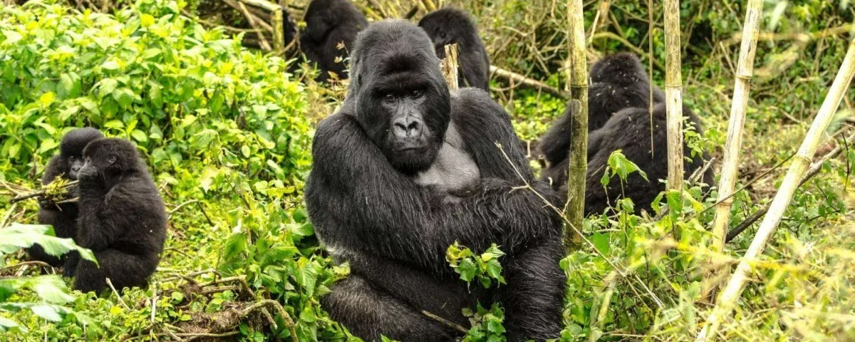How Difficult Is Gorilla Trekking in Rwanda?