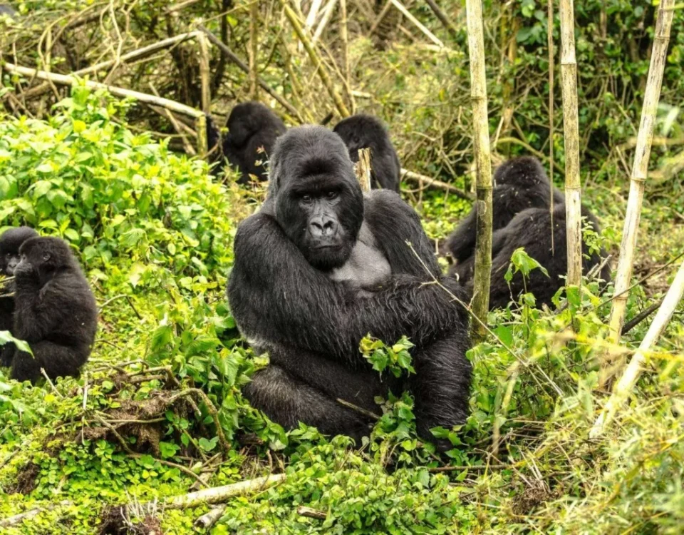 How Difficult Is Gorilla Trekking in Rwanda?
