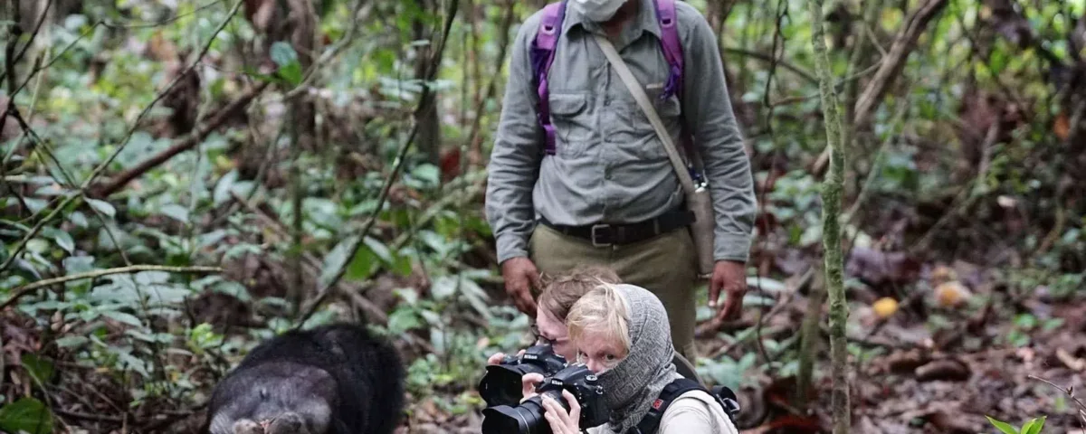 Is Chimpanzee Trekking Worth It?