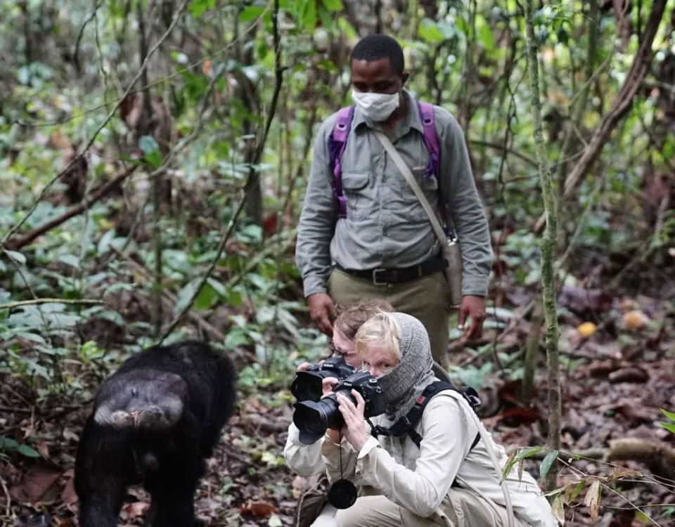 Is Chimpanzee Trekking Worth It?