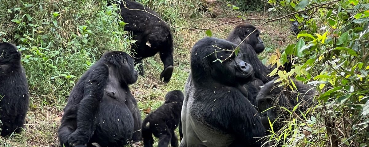 Are You Guaranteed to See Gorillas in Rwanda?