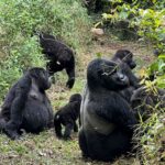 Are You Guaranteed to See Gorillas in Rwanda?