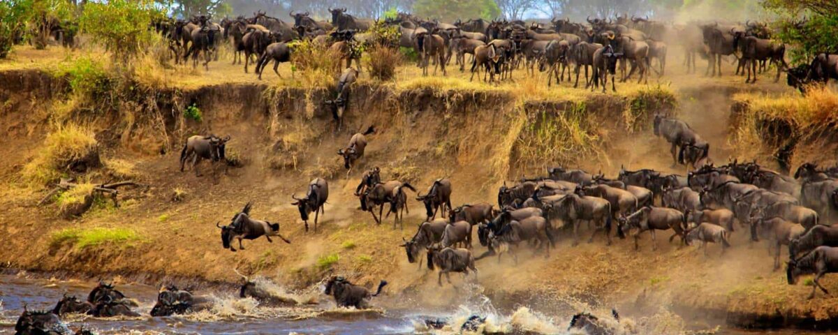 Where is the Best Place to See the Wildebeest Migration?