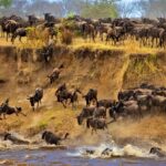 Where is the Best Place to See the Wildebeest Migration?
