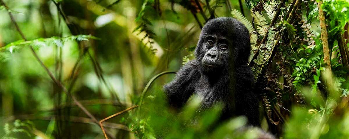 How Many Days for Gorilla Trekking in Rwanda