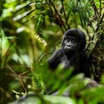 How Many Days for Gorilla Trekking in Rwanda