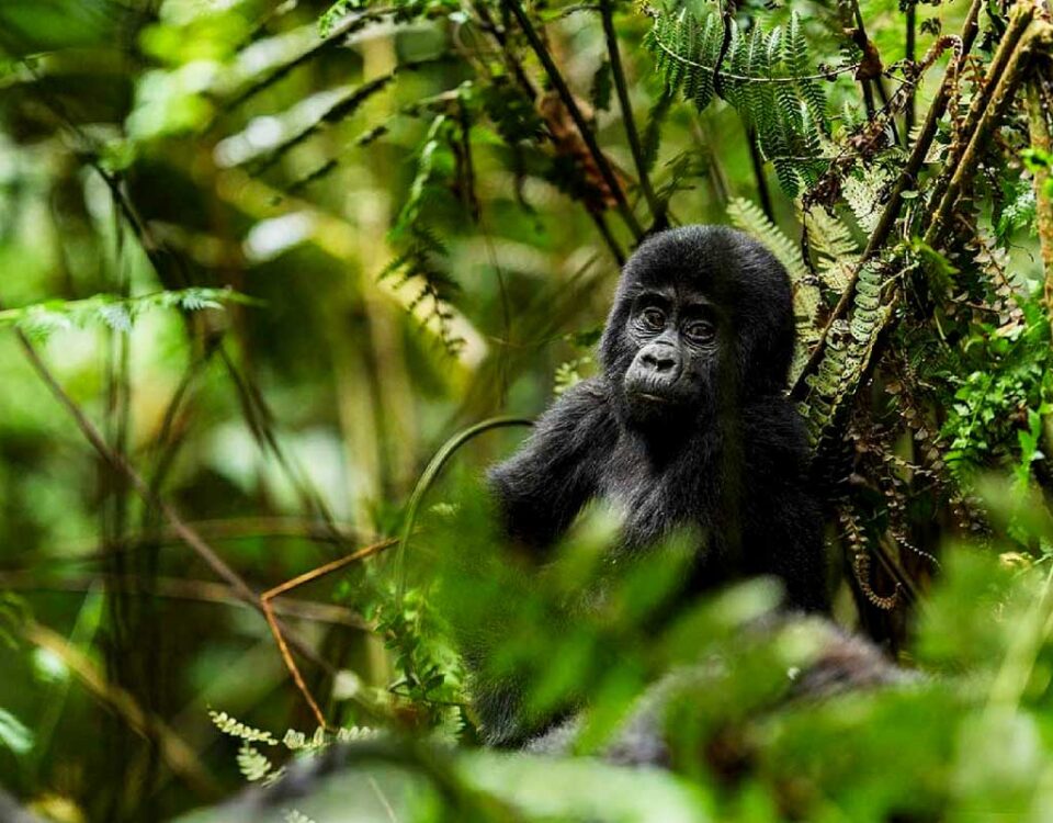 How Many Days for Gorilla Trekking in Rwanda