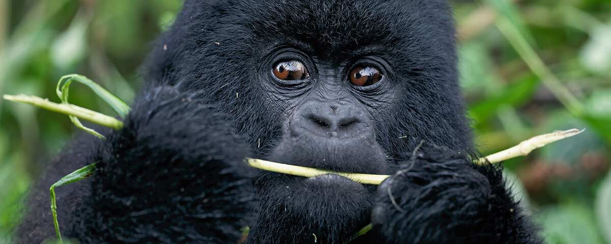 How Much Does It Cost to Go Gorilla Safari in Uganda