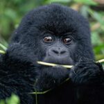 How Much Does It Cost to Go Gorilla Safari in Uganda