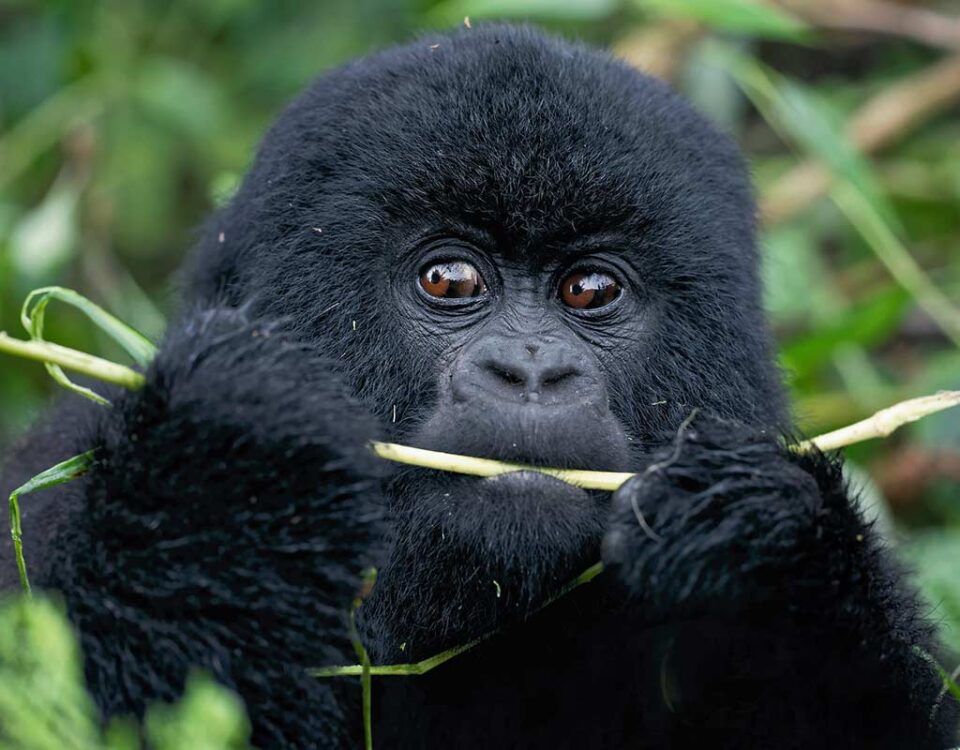 How Much Does It Cost to Go Gorilla Safari in Uganda