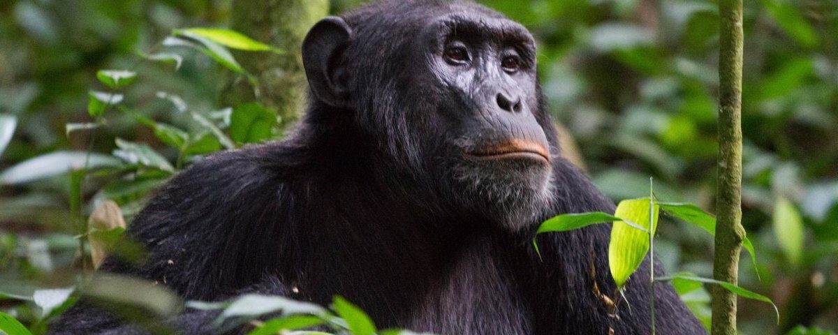 What Age Can You Go Chimpanzee Trekking in Uganda