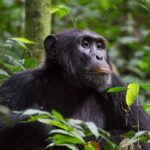 What Age Can You Go Chimpanzee Trekking in Uganda