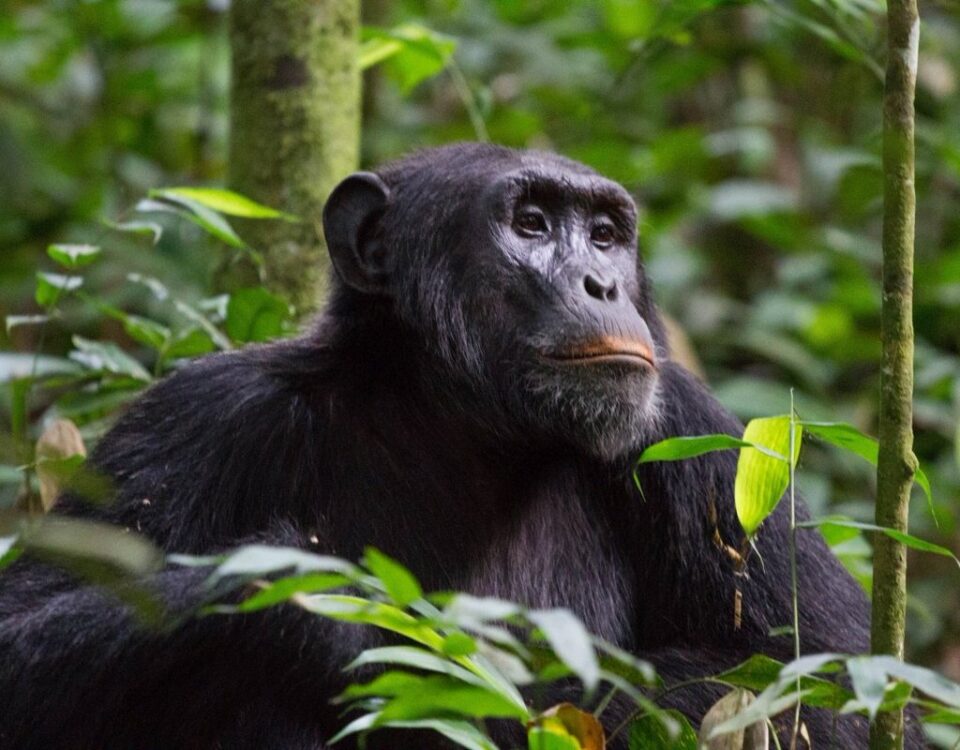 What Age Can You Go Chimpanzee Trekking in Uganda