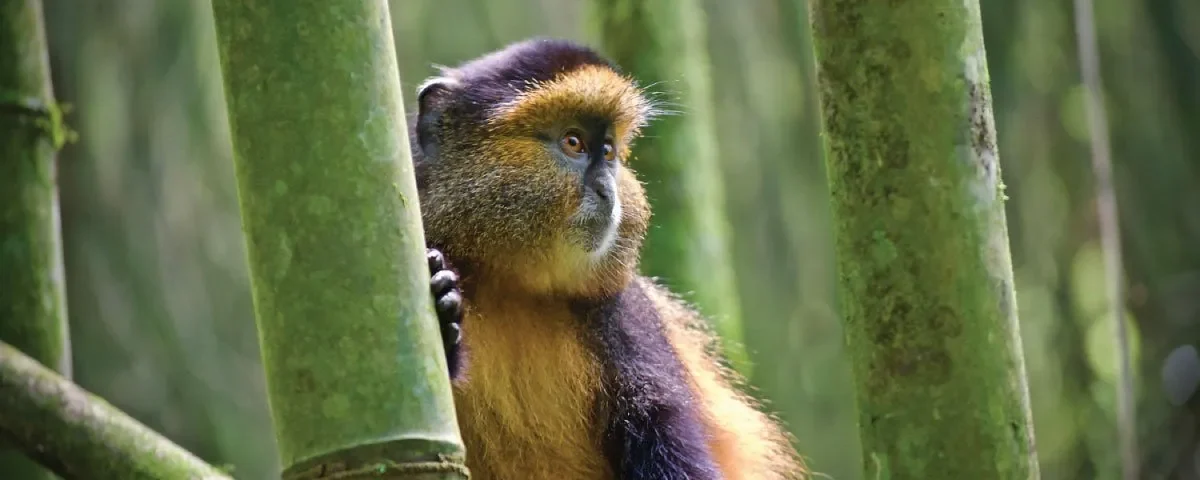 Golden Monkey Habituation Safaris in Uganda