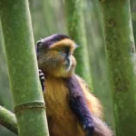 Golden Monkey Habituation Safaris in Uganda