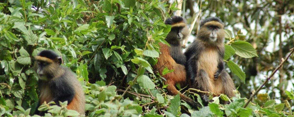 Is Golden Monkey Trekking Safe