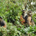 Is Golden Monkey Trekking Safe