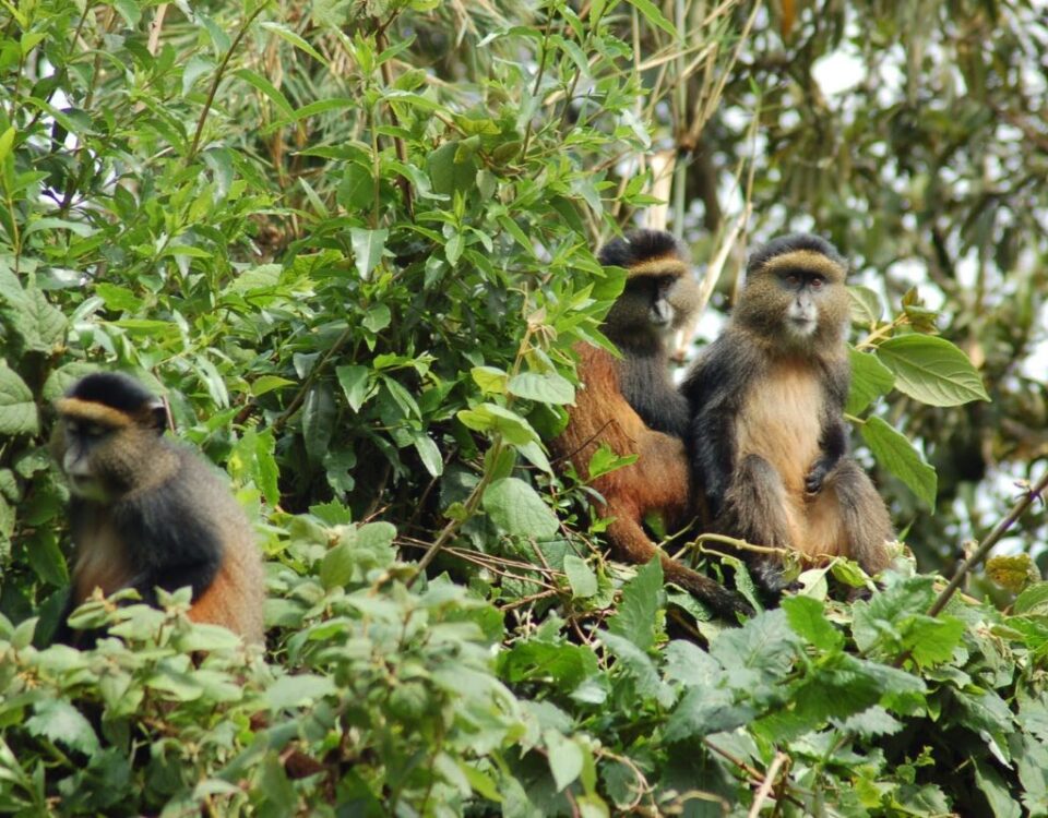 Is Golden Monkey Trekking Safe