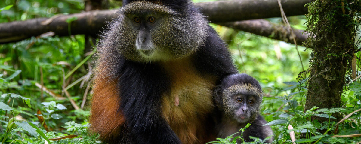 What Should I Pack on a Golden Monkey Trekking Safari