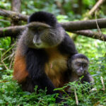 What Should I Pack on a Golden Monkey Trekking Safari