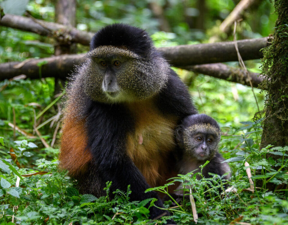 What Should I Pack on a Golden Monkey Trekking Safari