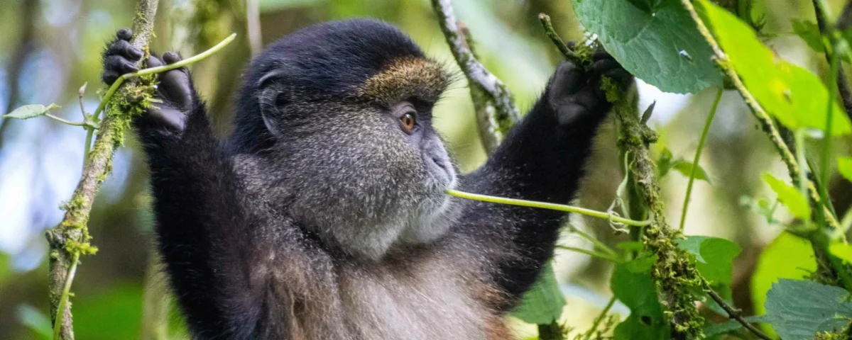 Golden Monkey Trekking Safaris in Uganda