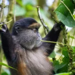 Golden Monkey Trekking Safaris in Uganda