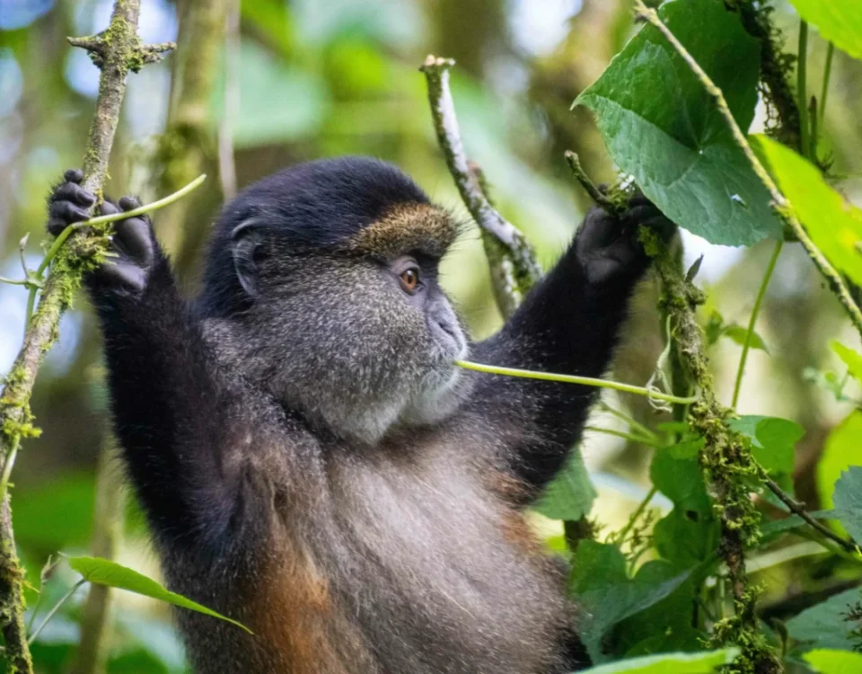 Golden Monkey Trekking Safaris in Uganda