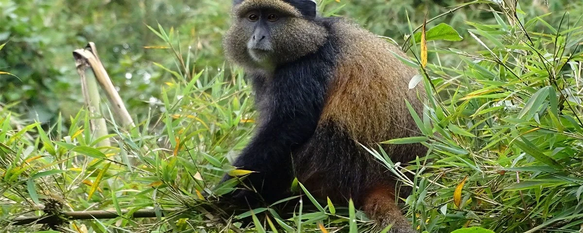 Best Time to Visit Golden Monkey Safaris in Uganda