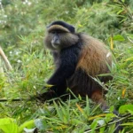 Best Time to Visit Golden Monkey Safaris in Uganda
