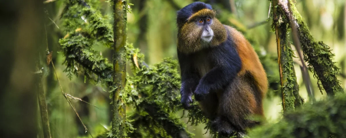 What Is Included in the Golden Monkey Trekking Permit?