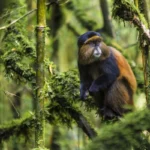 What Is Included in the Golden Monkey Trekking Permit?