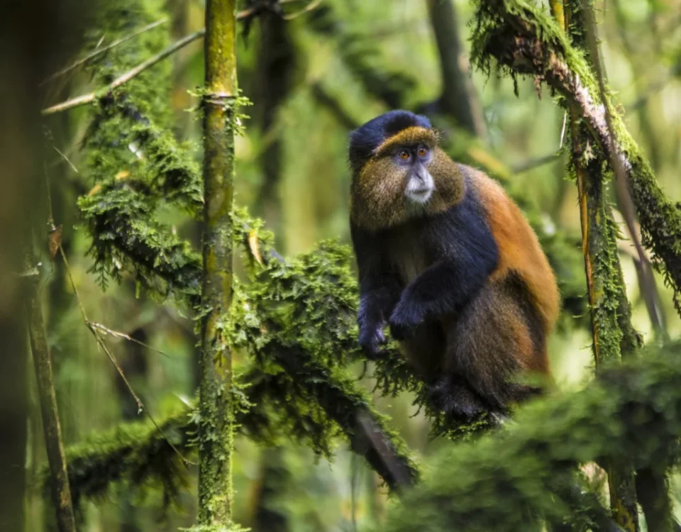 What Is Included in the Golden Monkey Trekking Permit?