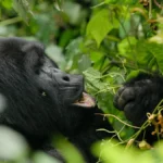Is Uganda or Rwanda Better for Gorilla Trekking?